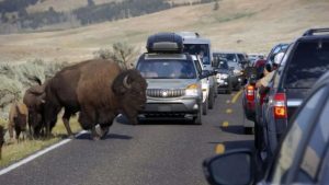 Tragedy Strikes as International Tourists Die in Yellowstone-Area Crash