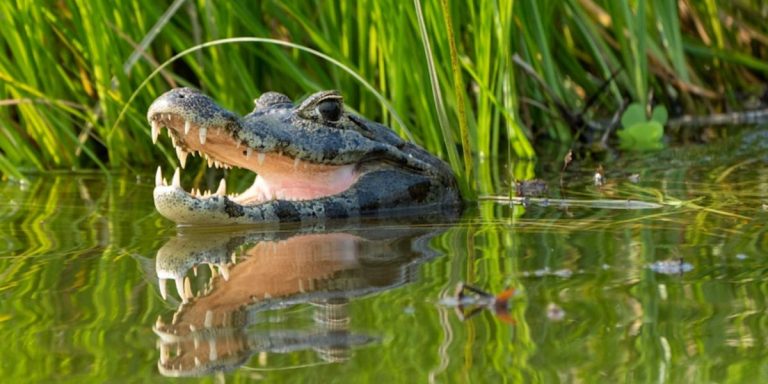 An 11-foot alligator swam away with a woman in Polk County after a ‘death roll,’ according to an FWC report