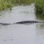Fatal alligator attack: Gator slammed canoe and snatched woman, according to new information
