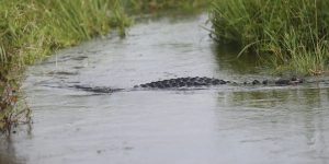 Fatal alligator attack: Gator slammed canoe and snatched woman, according to new information