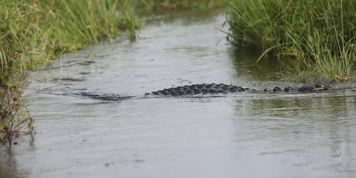 Fatal alligator attack Gator slammed canoe and snatched woman, according to new information