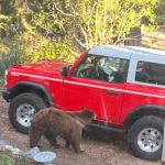 Officials report that a black bear was euthanized after an attack near Lake Tahoe, California