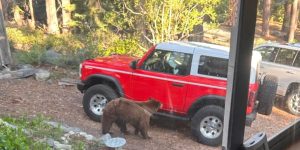 Officials report that a black bear was euthanized after an attack near Lake Tahoe, California