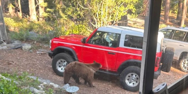 Officials report that a black bear was euthanized after an attack near Lake Tahoe, California